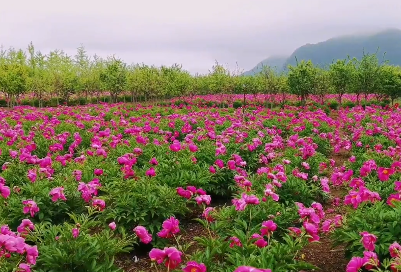 丹东心海生态园游玩攻略1