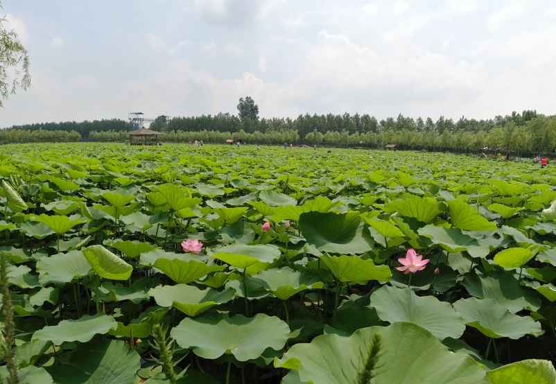 辽阳柳壕河湿地公园游玩攻略2