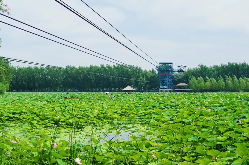 辽阳柳壕河湿地公园游玩攻略3