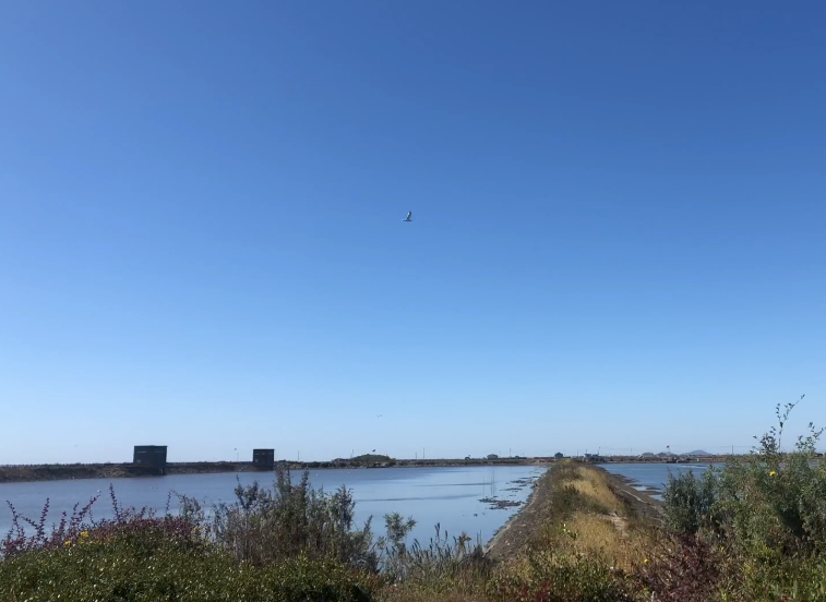 丹东鸭绿江口国家湿地观鸟园游玩攻略2