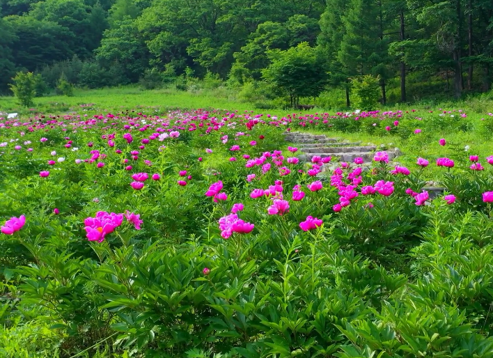 丹东天桥沟芍药园游玩攻略2