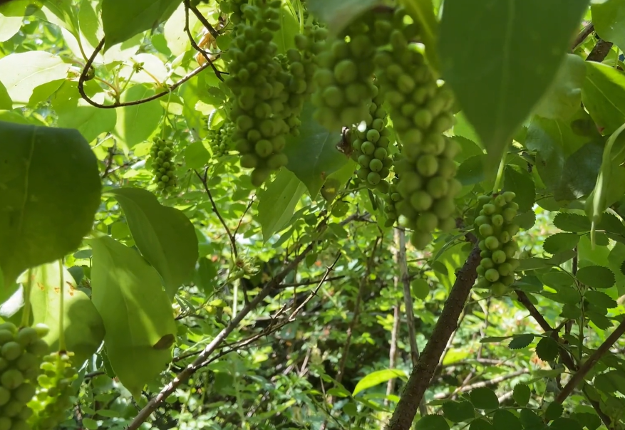 鞍山五味子采摘园游玩攻略1