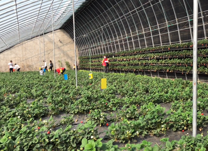 抚顺柏家草莓采摘园游玩攻略1