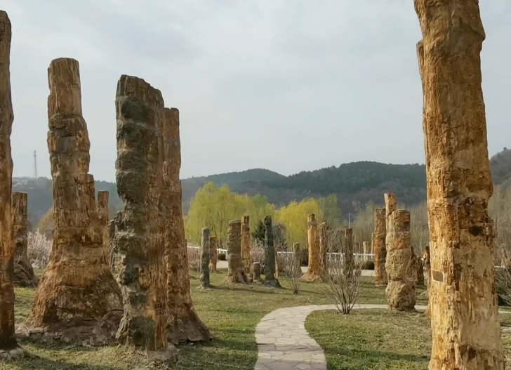 本溪本溪硅化木王国游玩攻略2