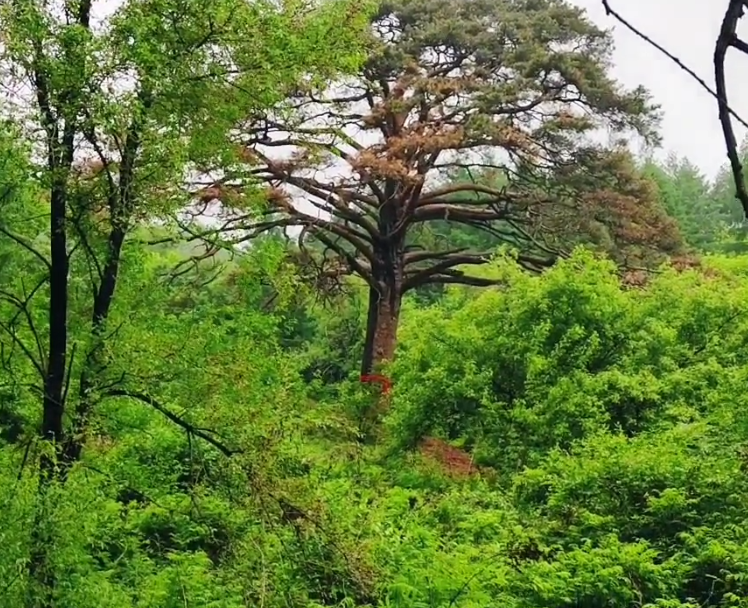 抚顺神树沟风景区游玩攻略2
