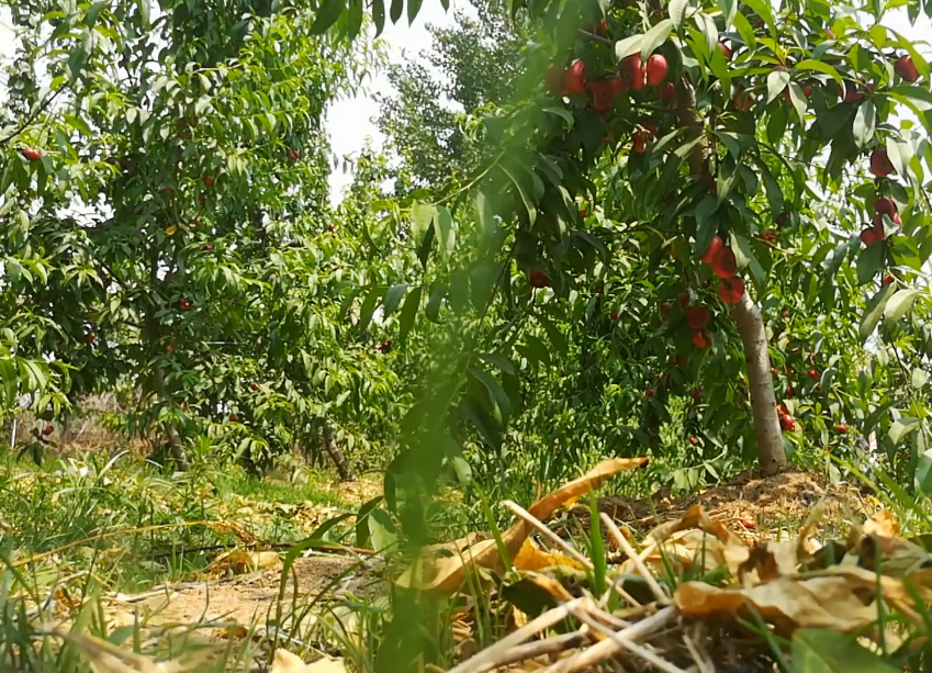 鞍山西平采摘园游玩攻略1