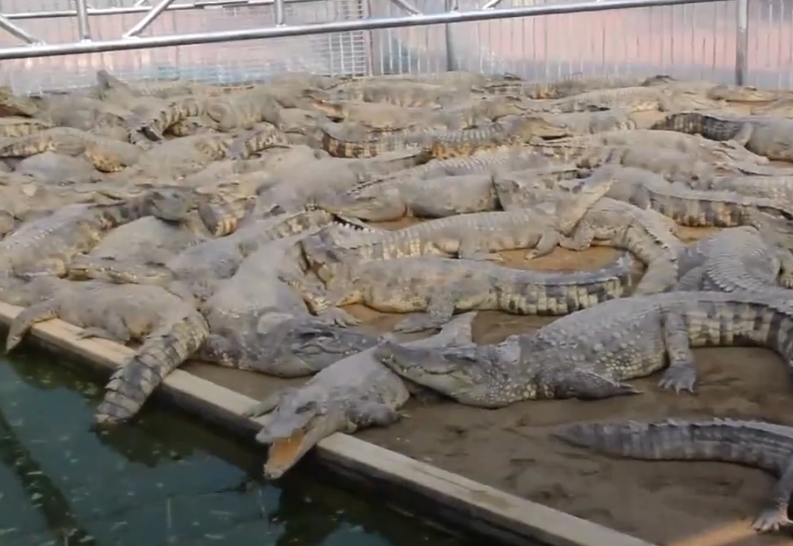 大连海屹鳄鱼园游玩攻略1