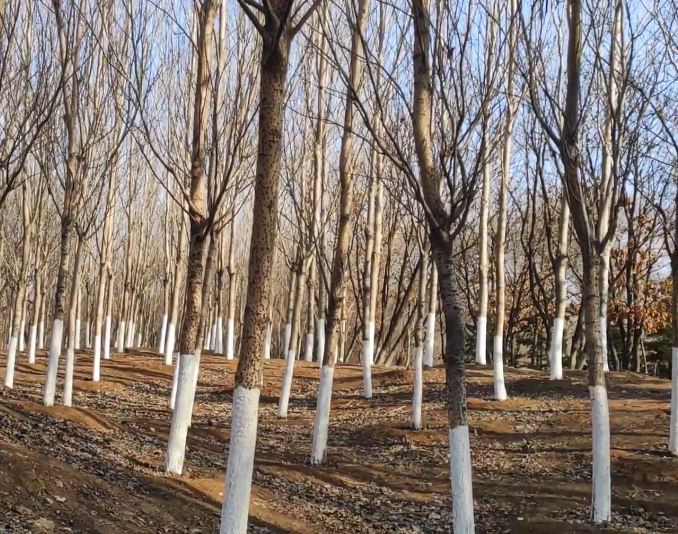 锦州凌南公园游玩攻略1