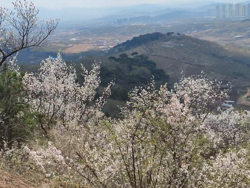 鞍山东山风景区游玩攻略2