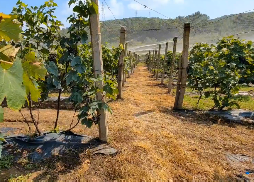 大连薛大叔生态园游玩攻略1