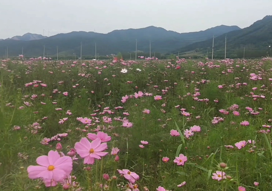 铁岭水岸花海自驾游营地游玩攻略1