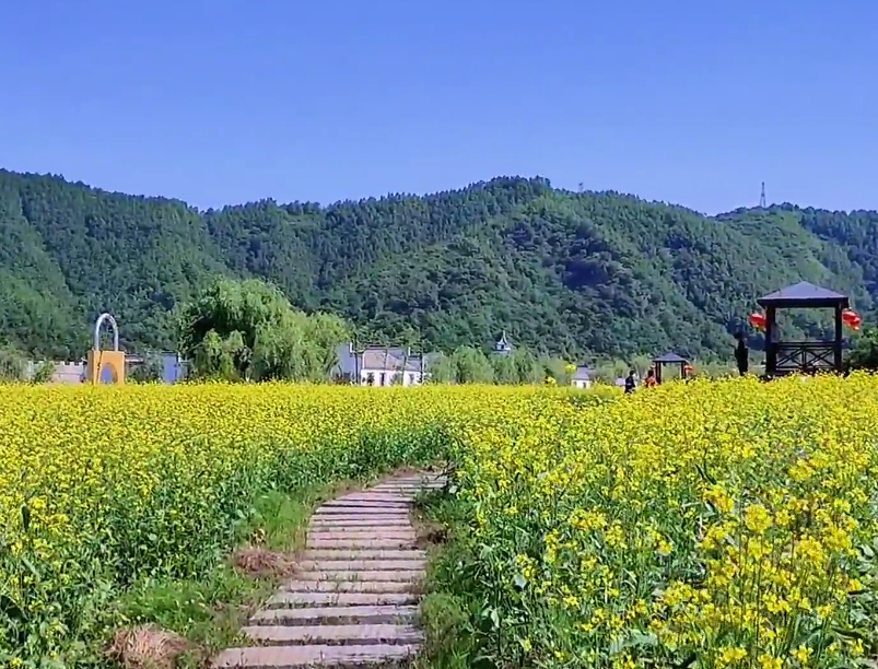 鞍山岫岩油菜花风景区游玩攻略1