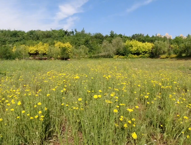鞍山湖南公园游玩攻略1