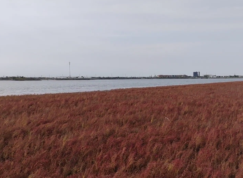 营口永远角湿地游玩攻略1