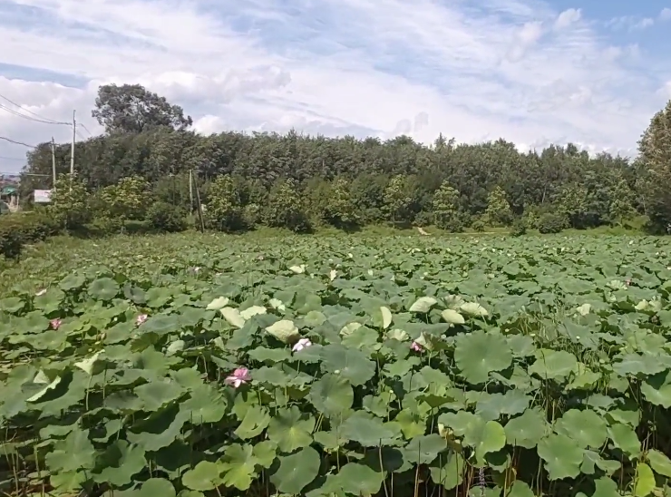本溪大浓湖荷花池游玩攻略1
