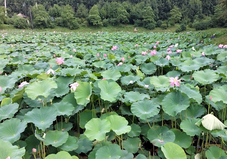 本溪大浓湖荷花池游玩攻略2