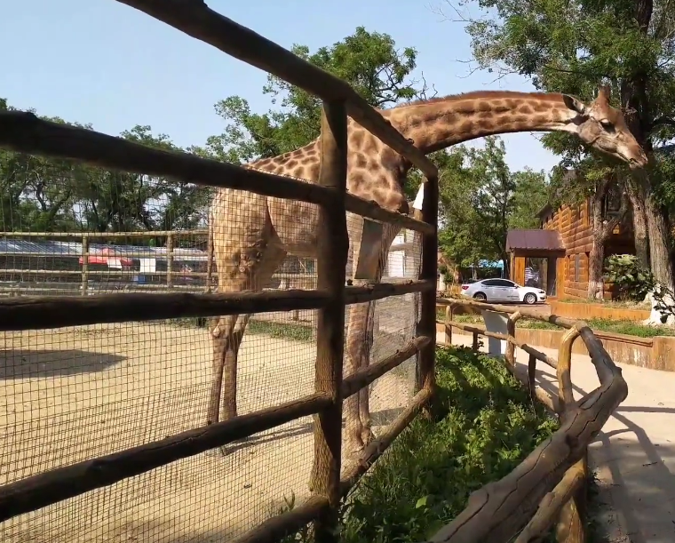 抚顺抚顺市动物园游玩攻略1