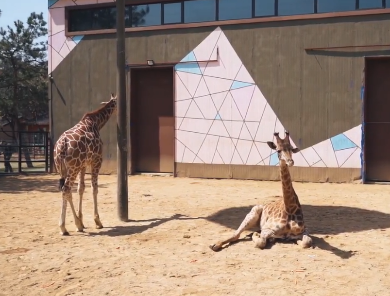 鞍山西柳老栓动物园游玩攻略1