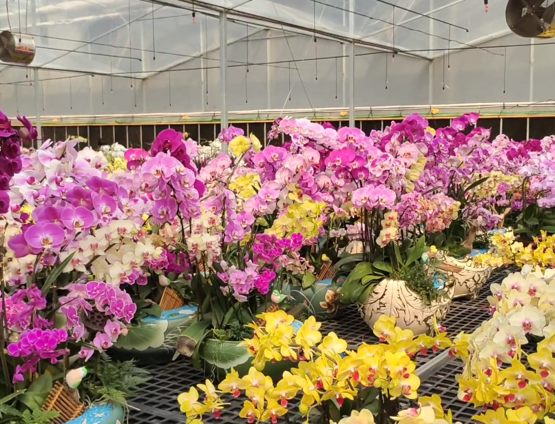 朝阳蝴蝶庄园游玩攻略1