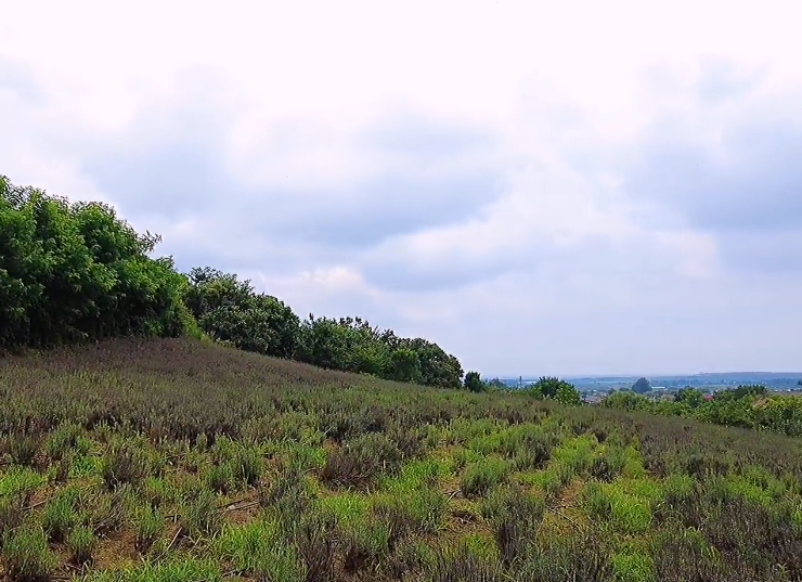 大连玫瑰美羊庄园游玩攻略1