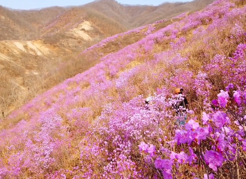 鞍山黄岭映山红风景区游玩攻略1