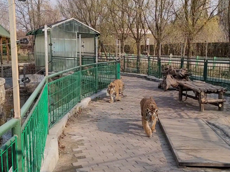 大连旅顺狮虎园游玩攻略1