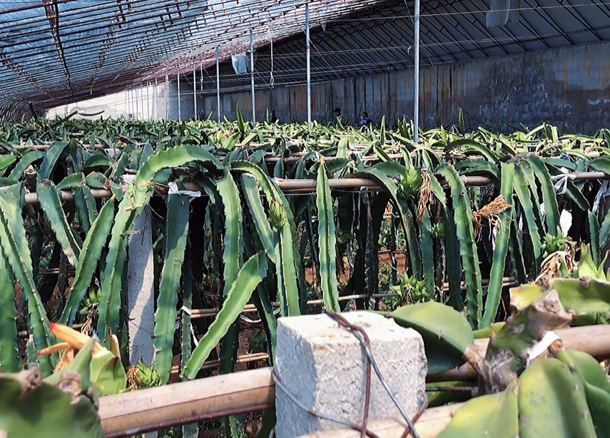 大连晓彤生态园游玩攻略1