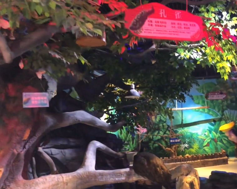 大连米尼动物王国游玩攻略2