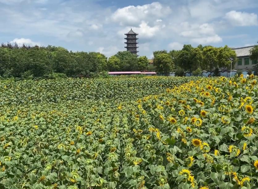 沈阳沈阳三农博览园游玩攻略2