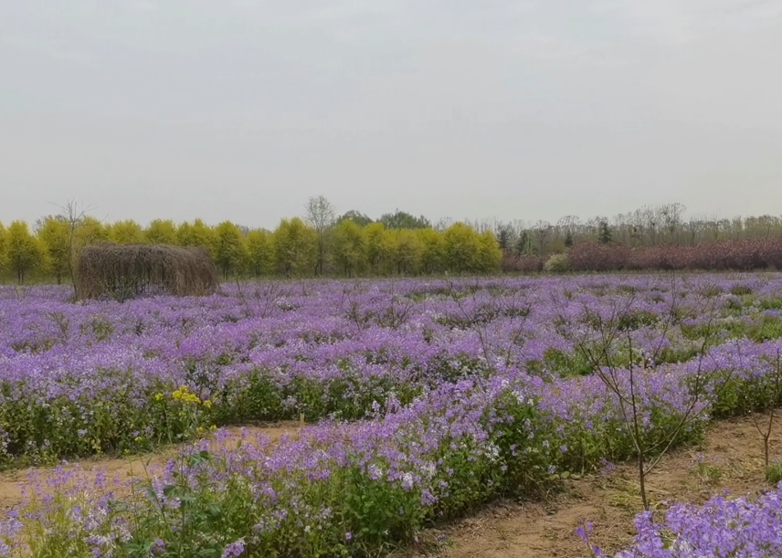 沈阳紫烟薰衣草庄园游玩攻略2