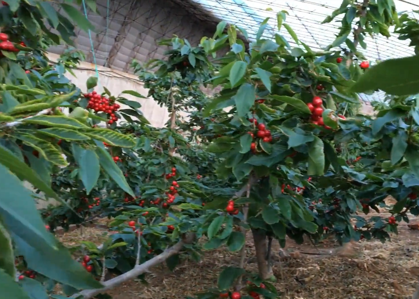 大连远东大樱桃农庄游玩攻略1