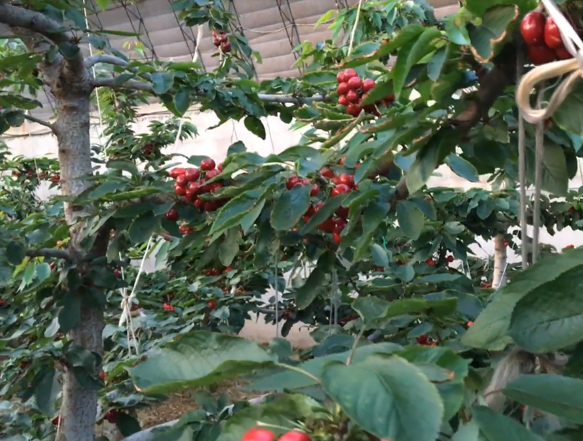 大连远东大樱桃农庄游玩攻略2