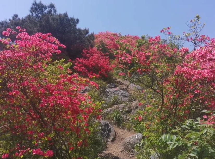 营口黄丫口高山杜鹃游玩攻略2