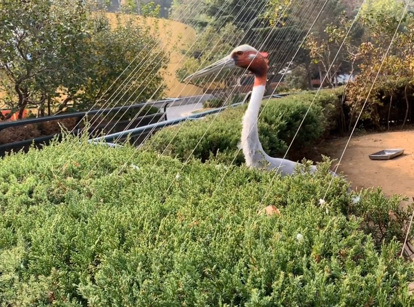 大连旅顺百鸟园游玩攻略1