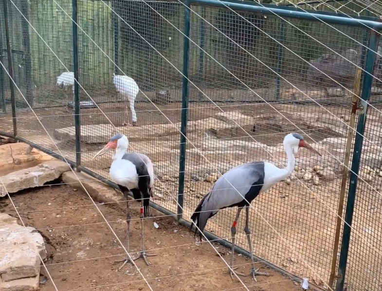 大连旅顺百鸟园游玩攻略2