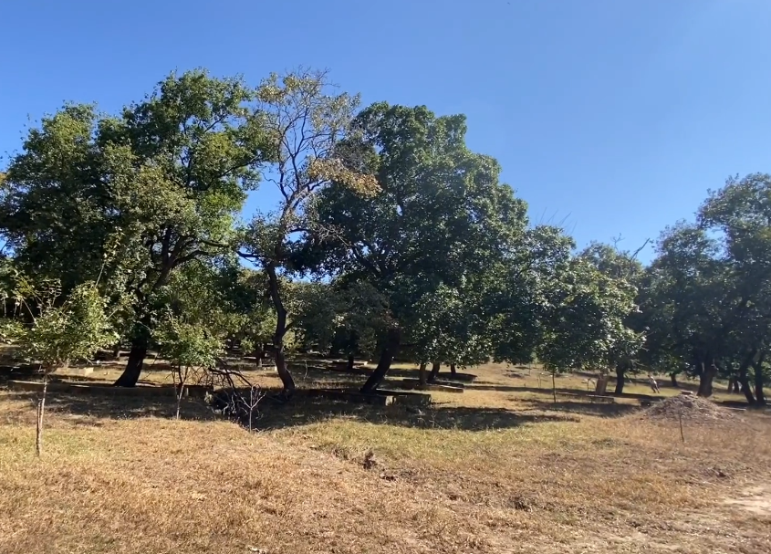 沈阳圣迹山古枫林游玩攻略1