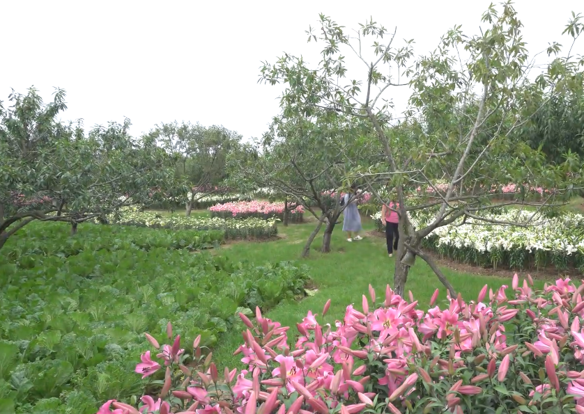 大连菊兰园游玩攻略1