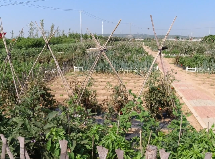 营口小望海农乐园游玩攻略2