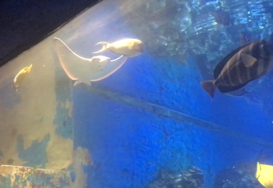 大连老虎滩珊瑚馆游玩攻略1