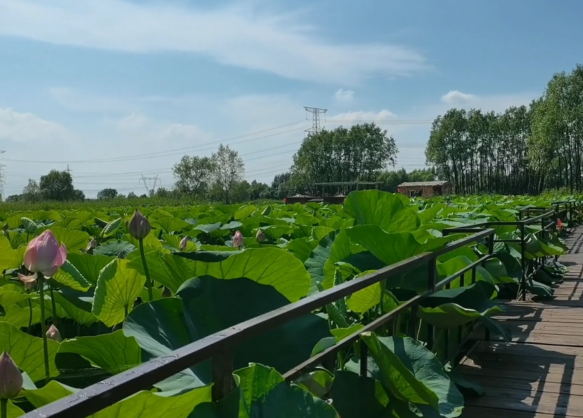 铁岭莲花湖城市湿地公园游玩攻略3