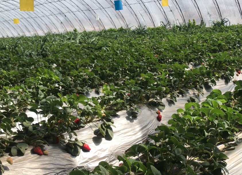 大连绿三源草莓采摘基地游玩攻略1