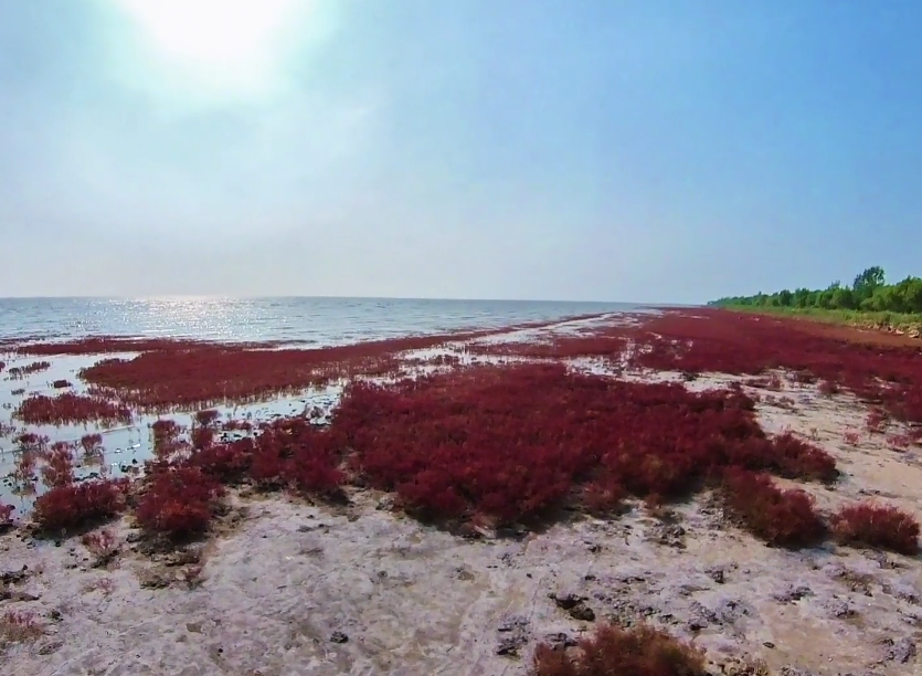 营口北海红海滩游玩攻略1