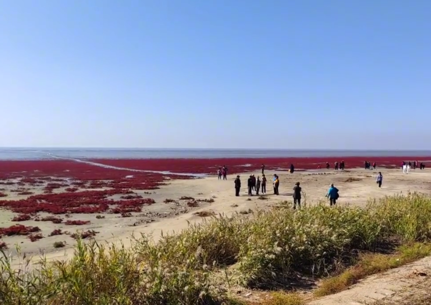 营口北海红海滩游玩攻略2