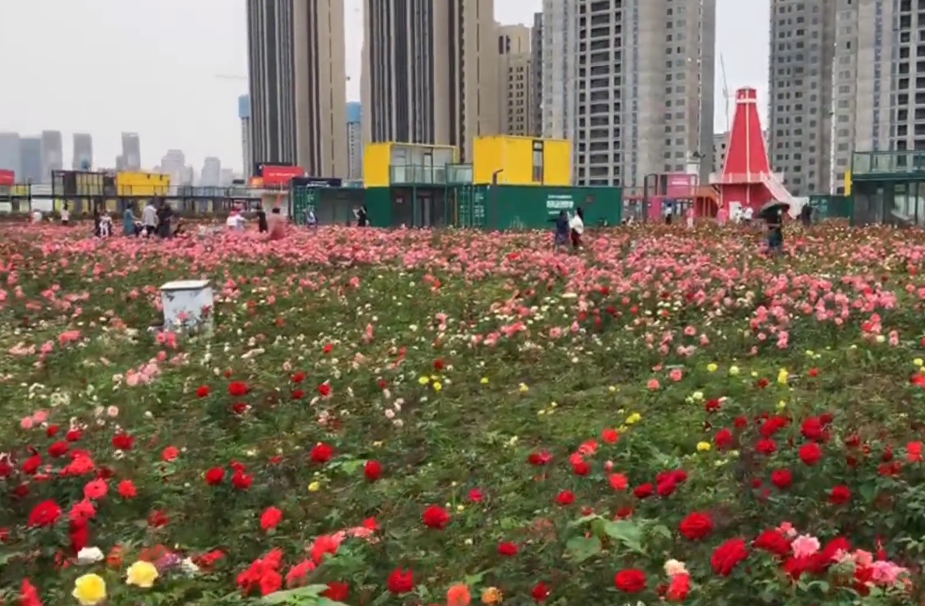 沈阳大德万国玫瑰花海游玩攻略1