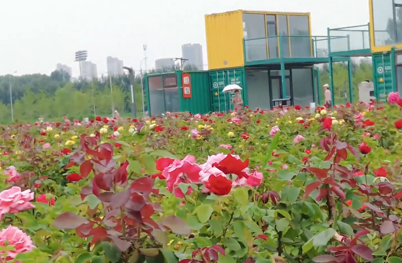 沈阳大德万国玫瑰花海游玩攻略2