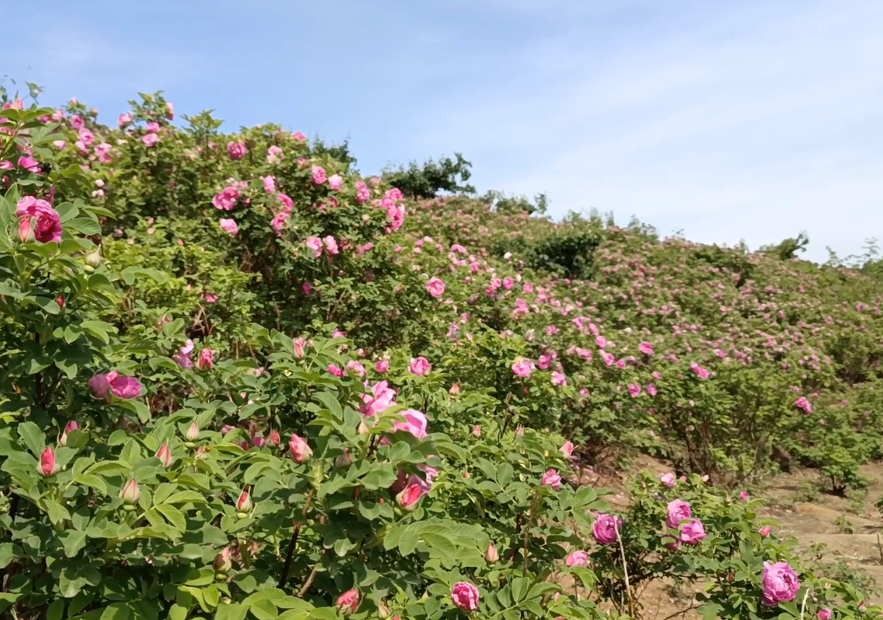 沈阳大德万国玫瑰花海游玩攻略3