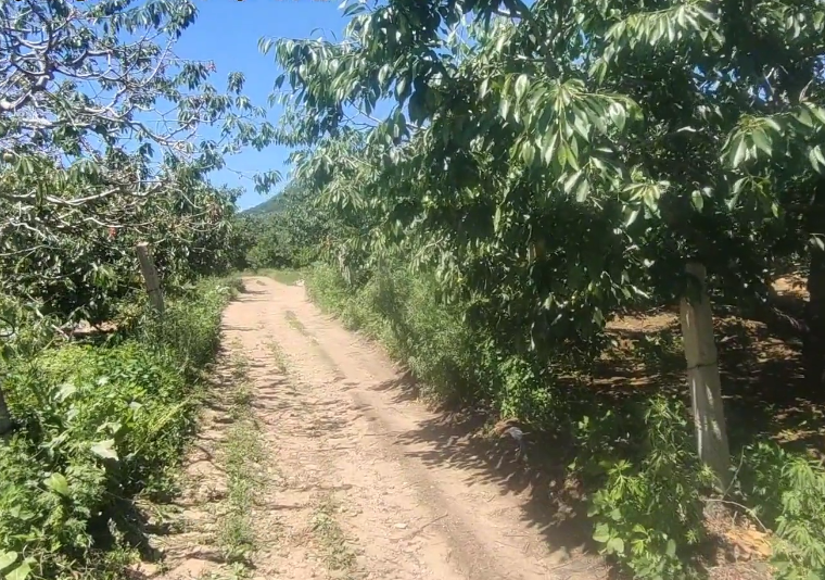 大连得利寺樱桃小镇游玩攻略1