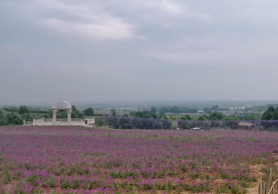 大连紫云花汐薰衣草庄园游玩攻略2