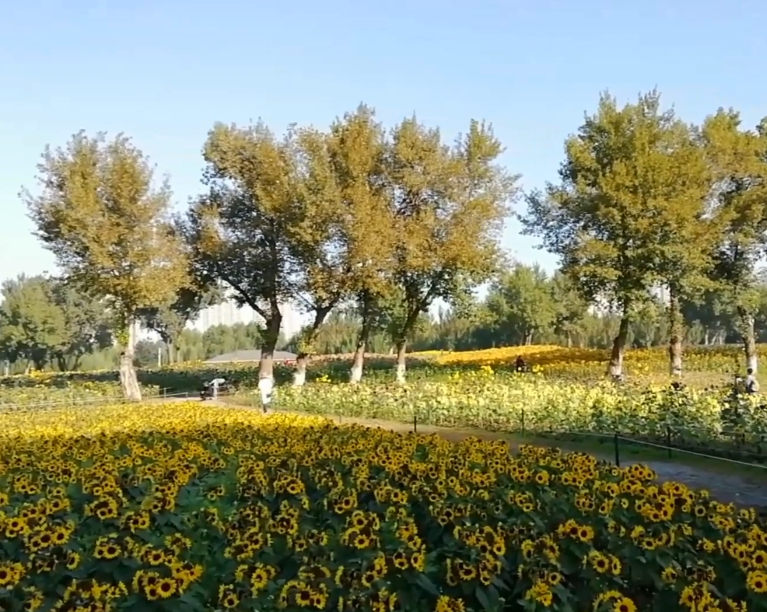 沈阳和平体育公园游玩攻略1