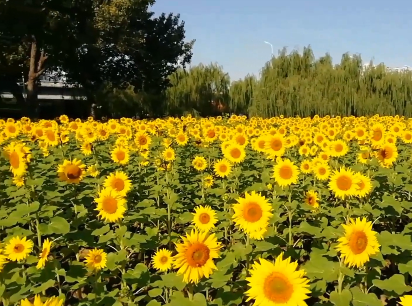 沈阳和平体育公园游玩攻略2